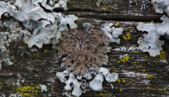 A type of shield lichen demonstrates the beautiful patterns of these complex organisms. Photo by Austin Miller