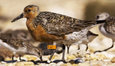 The orange flag on this Red Knot's leg indicates it was banded in Argentina.