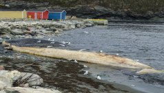 Carcasse de rorqual bleu échouée à Trout River (Terre-Neuve) | Image : Jacqueline Waters