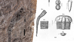  Illustration of fossils collected in 1897 from Cambrian rocks on Mount Stephen, British Columbia