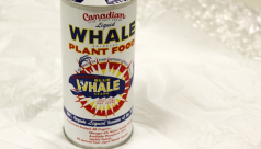 A photo of a canister of Canadian Blue Whale Brand Fertilizer - made from blue whale products in the 1950s. Photo by Katherine Ing