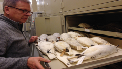 A drawer filled with Ivory Gulls