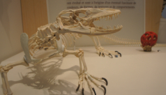 A close-up of the Komodo Dragon in the Life in Crisis: Schad Gallery of Biodiversity