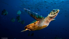 “Turtle Flight” is David Doubilet’s finalist photograph in the 2015 Wildlife Photographer of the Year Exhibition at the ROM.