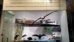 Photo of the ROM's Great Lakes display, featuring a Bald eagle, a Beaver, a Snapping turtle, and various other species