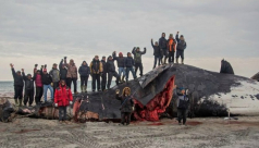 Inuit community standing on and near a recently hunted bowhead whale on beach