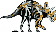 drawn picture of the skeleton of the Wendiceratops