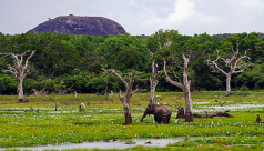 photo of a an elephant standing in a wetland in Yala National Park in Sri Lanka with jungle and a mountain in the background