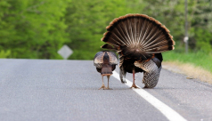 Two wild turkeys walking down a road.