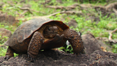 A new species of tortoise named Goode’s Thornscrub Tortoise, described today by Dr. Robert (Bob) Murphy and colleagues in the Journal ZooKeys. Photo taken in Reserva Monte Mojino, Sonora, Mexico, 24 August, 2013 Photo by Taylor Edwards