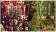 Behind the entrance to the Bat Cave, is this delightful diorama of deer in the forest. This reminded me so much of the forest diorama at The Royal British Columbia Museum.  Photos by Jaime Clifton-Ross (left) and Royal British Columbia Museum (right).