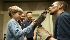 A young boy carefully pets the back of a hooded Peregrine falcon
