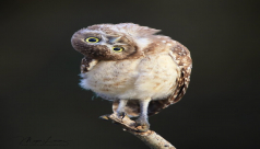 owlet standing on branch
