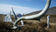 Caribou Skull lying on the grass