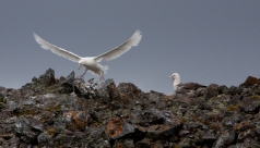 A large white bird (a giant petrel) comes in for a landing on a rough, rocky ridge; another such bird sits nearby.