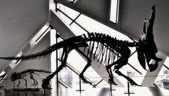 Photo of a dinosaur fossil in the museum