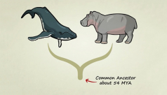 Whales and hippos share a common ancestor. Photo by: http://www.statedclearly.com/