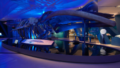 Blue Whale exhibition space at the Royal Ontario Museum.