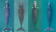 Three healthy southern right whales next to a North Atlantic right whale in visibly poorer body condition.