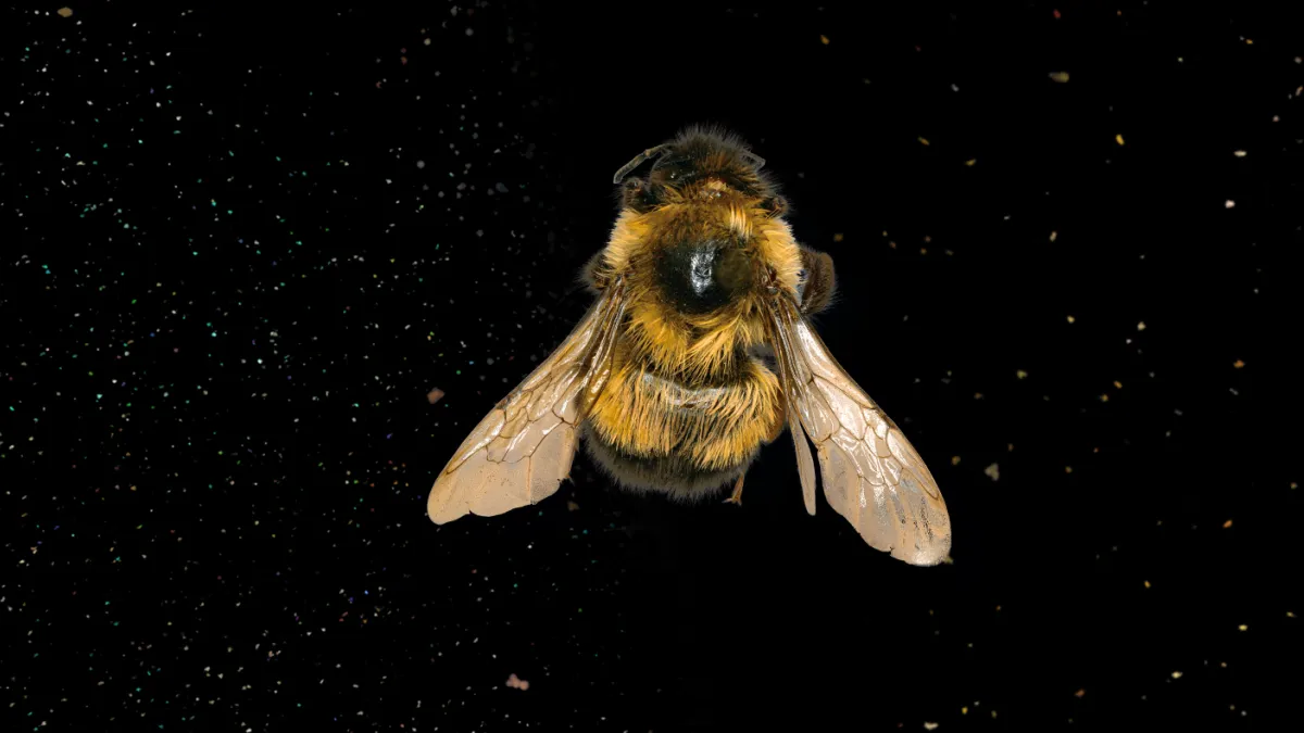 BEES: A Story of Survival