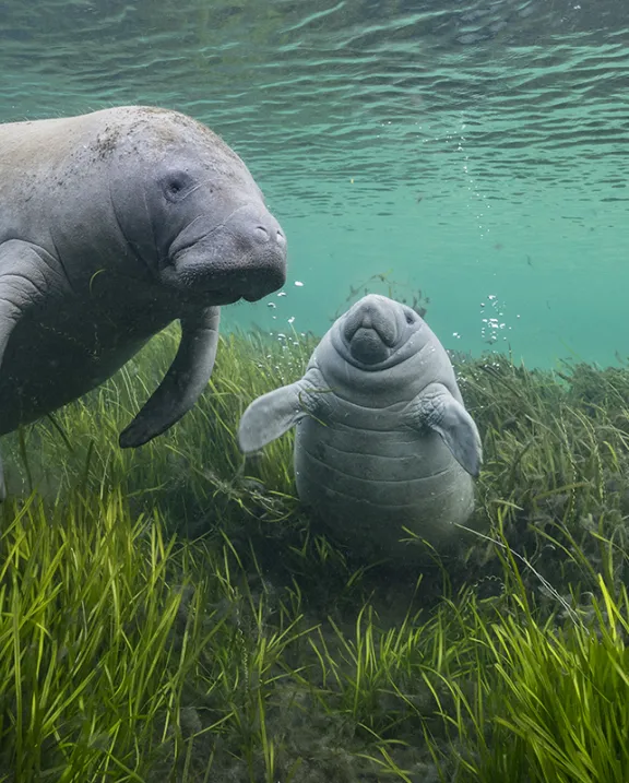 Un lamantin et un baleineau à la dérive sous l'eau parmi les zostères. 