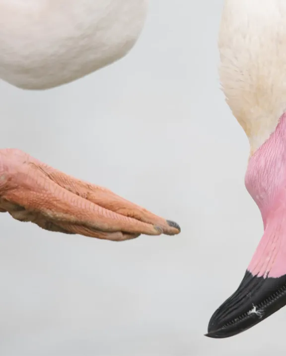 Detail of a claw and head of a flamingo on a light grey background.