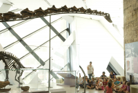 A class sits beneath a long-necked dinosaur