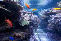 fish swim in a coral reef aquarium