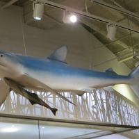 requin suspendu dans la Galerie Schad 
