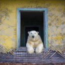 A polar bear inside a house looking out a window