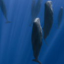 Sleeping sperm whales