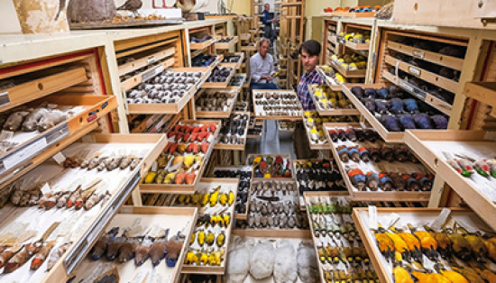 Santiago Claramunt, Mark Peck, and Oliver Haddrath in one of the ornithology collection rooms.