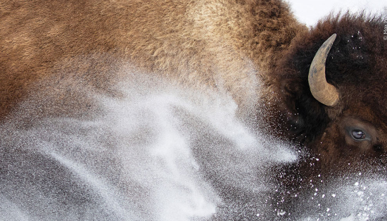 Close up of the profile of an American bison seen through a spray of snow.