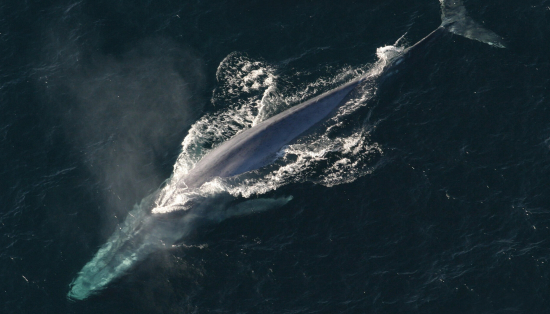 Mist from the blow of a blue whale still visible after it surfaced.