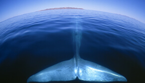 Blue whale in ocean.