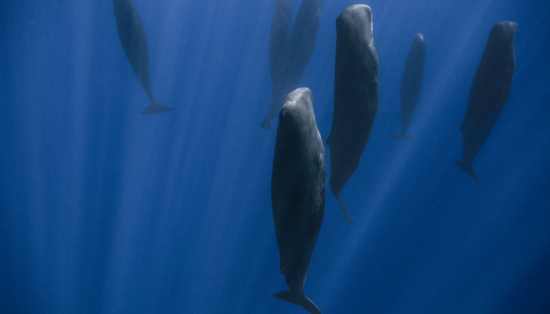 Sleeping sperm whales.