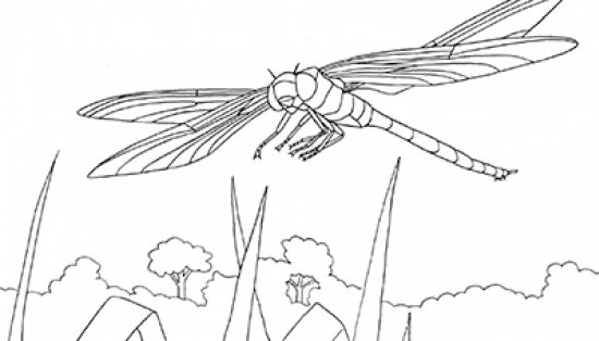 Black and white illustration of dragonfly flying over grass.