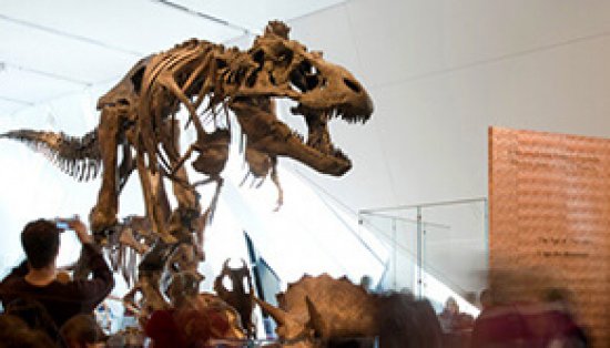 Dinosaur in the Galleries of the Age of Dinosaurs.