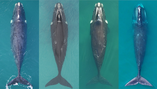 Three healthy southern right whales next to a North Atlantic right whale in visibly poorer body condition.