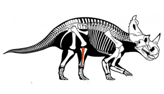 Illustration of dinosaur skeleton.