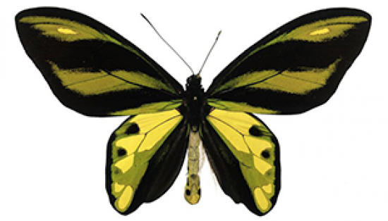 A butterfly with black and yellow wings