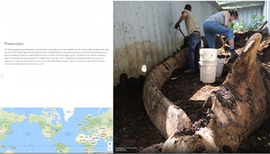 A web page showing two people with shovels next to whale bones, a description of how the skeleton was prepared, and a map showing where the preparation took place.