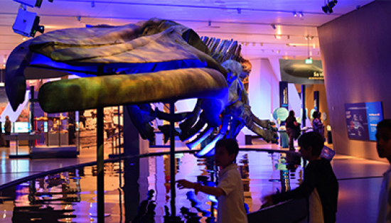 Students look at the skeleton of a blue whale.