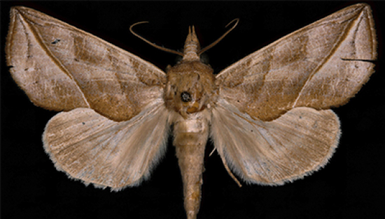     A fuzzy brown moth with wings spread against a dark background. 