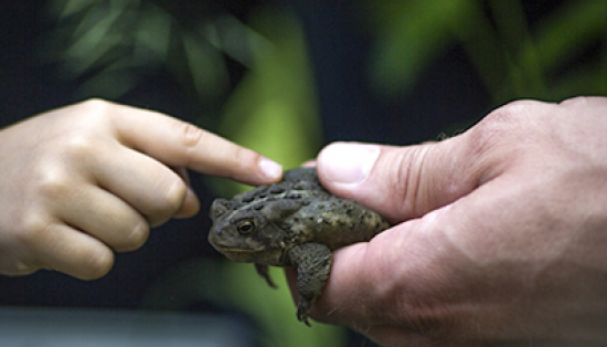 An adult’s hand is holds a frog, and a child’s hand is stroking its back with one finger.