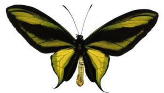 A large butterfly with green and black wings.