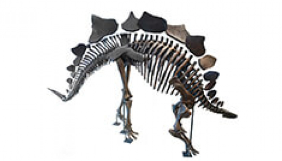 Fossil skeleton of the the dinosaur stegosaurus.