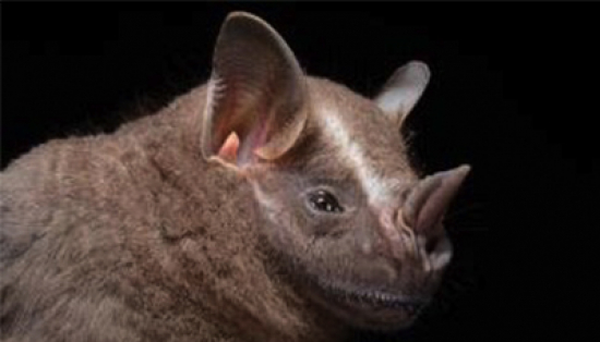 A great fruit-eating bat with large ears, small eyes, a prominent leaf-shaped nose, and brown fur with a white stripe running from its nose to the top of its head.