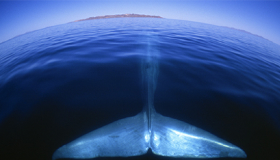 Whale tail in water.