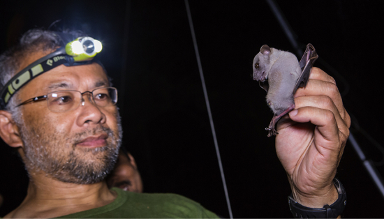 A man wearing a headlamp inspects a pale grey bat in his hand